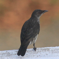 Asian Glossy Starling